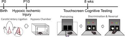 Neonatal Hypoxic-Ischemic Encephalopathy Yields Permanent Deficits in Learning Acquisition: A Preclinical Touchscreen Assessment